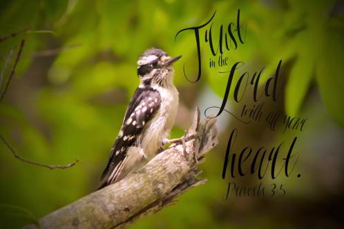 trust bird